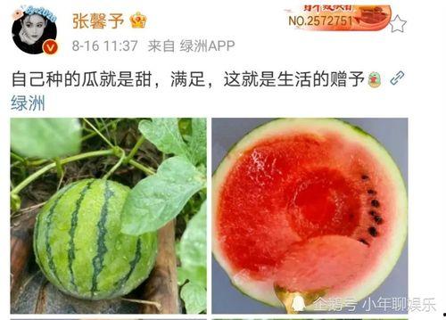 娱乐圈哪里吃瓜好吃